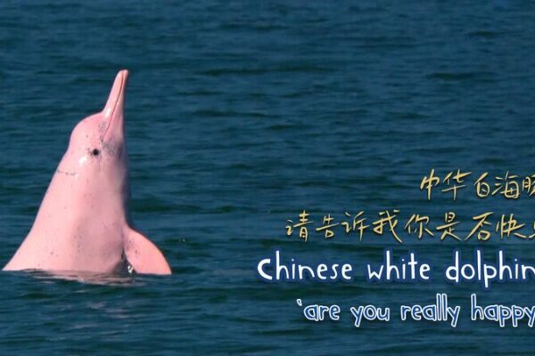 Salvando a los delfines blancos de China: La misión de Zeng para proteger las sonrisas del océano 🐬💙 Salvando_a_los_delfines_blancos_de_China__La_misio_n_de_Zeng_para_proteger_las_sonrisas_del_oce_ano___ video poster