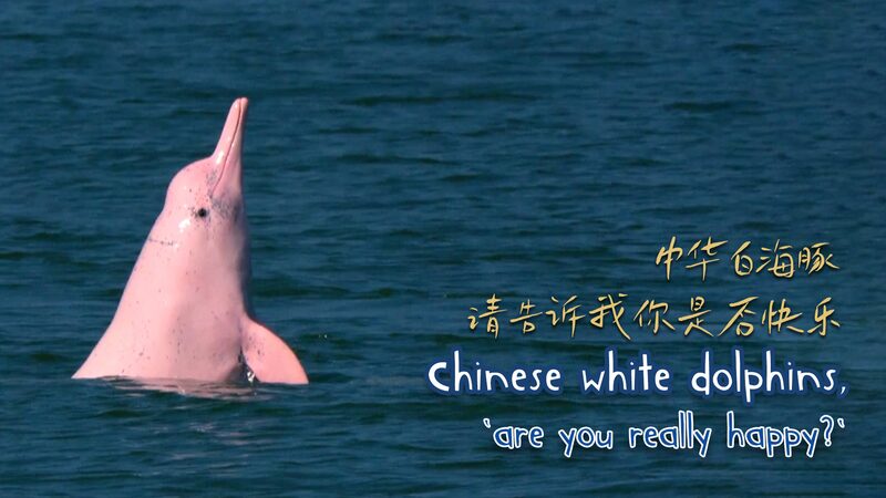 Salvando_a_los_delfines_blancos_de_China__La_misio_n_de_Zeng_para_proteger_las_sonrisas_del_oce_ano___ video poster