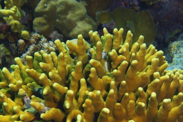 Salvando los Scleractinia: Descifrando la Supervivencia de los Arrecifes de Coral Salvando_los_Scleractinia__Descifrando_la_Supervivencia_de_los_Arrecifes_de_Coral