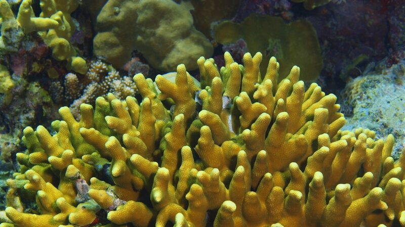 Salvando_los_Scleractinia__Descifrando_la_Supervivencia_de_los_Arrecifes_de_Coral
