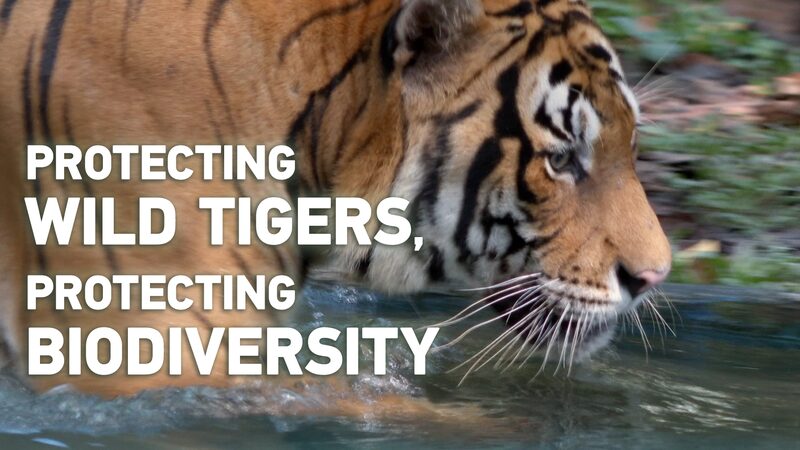 Salvar_a_los_tigres__Un_rugido_por_la_conservacio_n_de_la_biodiversidad video poster