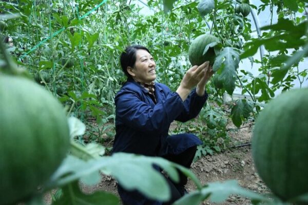 Sandías ‘flotantes’ cultivadas en el aire en Hubei aumentan la cosecha en un 50% 🍉✨ Sandi_as__flotantes__cultivadas_en_el_aire_en_Hubei_aumentan_la_cosecha_en_un_50____