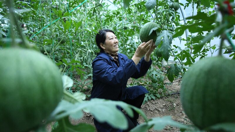 Sandi_as__flotantes__cultivadas_en_el_aire_en_Hubei_aumentan_la_cosecha_en_un_50____