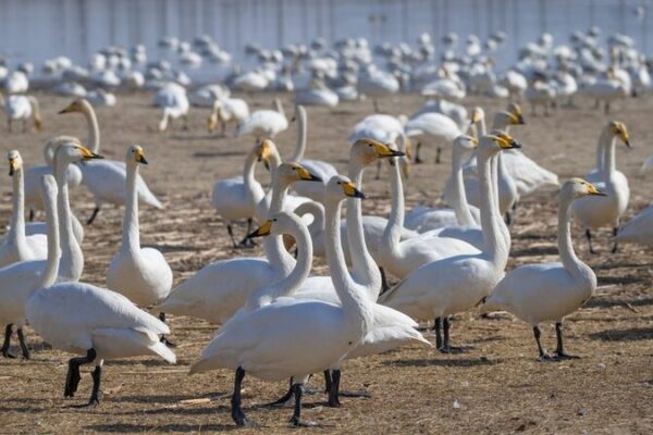 Sanmenxia: La Ciudad de los Cisnes Da la Bienvenida a los Visitantes de Invierno Sanmenxia__La_Ciudad_de_los_Cisnes_Da_la_Bienvenida_a_los_Visitantes_de_Invierno