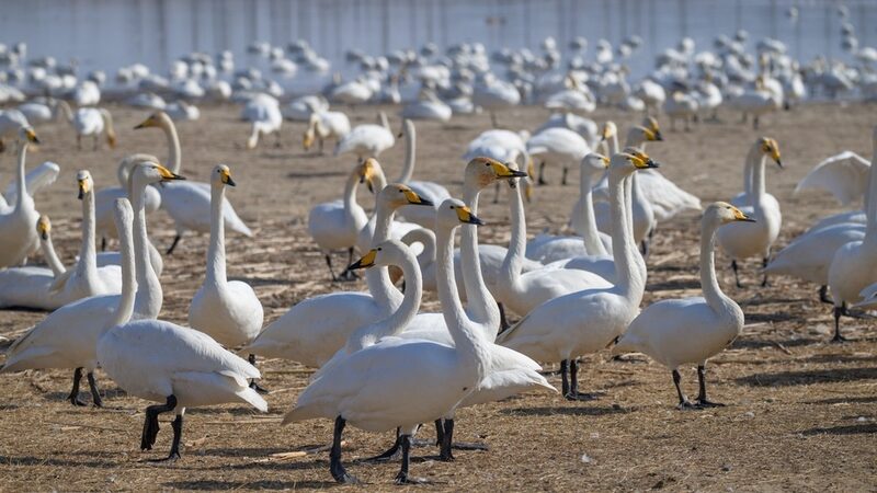 Sanmenxia__La_Ciudad_de_los_Cisnes_Da_la_Bienvenida_a_los_Visitantes_de_Invierno