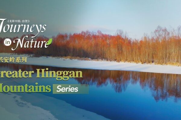Sauces Rojas y Ríos Helados: La Magia Invernal de las Montañas Greater Hinggan ✨❄️ Sauces_Rojas_y_Ri_os_Helados__La_Magia_Invernal_de_las_Montan_as_Greater_Hinggan____ video poster