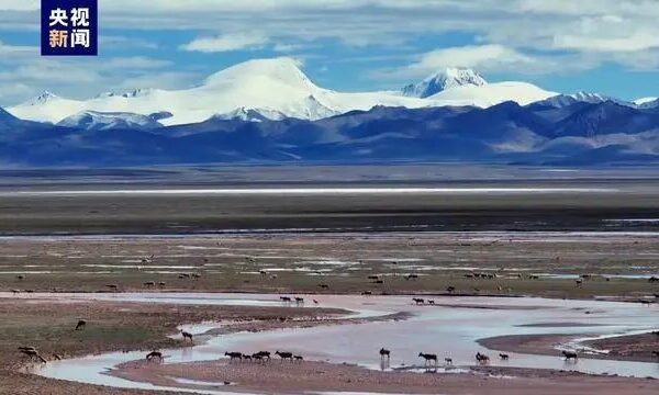 Se descubre la segunda reserva de crĂa más grande de antĂlopes tibetanos en el noroeste de China Se_descubre_la_segunda_reserva_de_cri_a_ma_s_grande_de_anti_lopes_tibetanos_en_el_noroeste_de_China