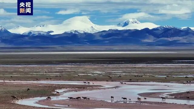 Se_descubre_la_segunda_reserva_de_cri_a_ma_s_grande_de_anti_lopes_tibetanos_en_el_noroeste_de_China
