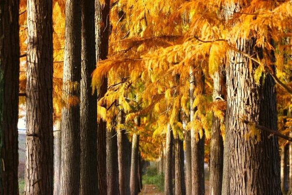 Secuoyas transforman el Parque Nacional de Humedales de Hubei en un mundo de colores Secuoyas_transforman_el_Parque_Nacional_de_Humedales_de_Hubei_en_un_mundo_de_colores