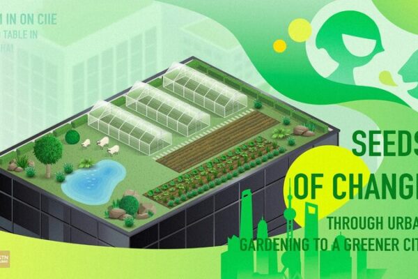 Sembrando Semillas de Cambio: La Agricultura Urbana Echa Raíces en los Techos de Shanghái 🌱🏙️ Sembrando_Semillas_de_Cambio__La_Agricultura_Urbana_Echa_Rai_ces_en_los_Techos_de_Shangha_i____ video poster