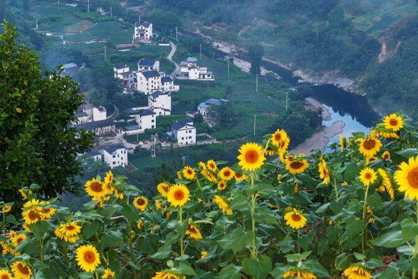Shitan__El_pueblo_chino_que_brilla_entre_un_mar_de_flores__