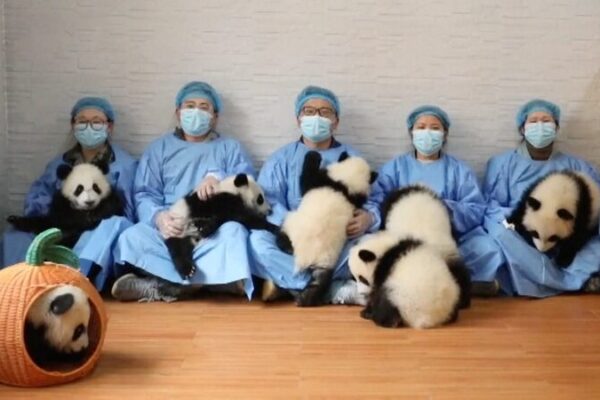 Siete_adorables_cachorros_de_panda_envi_an_saludos_de_An_o_Nuevo_desde_China___ video poster