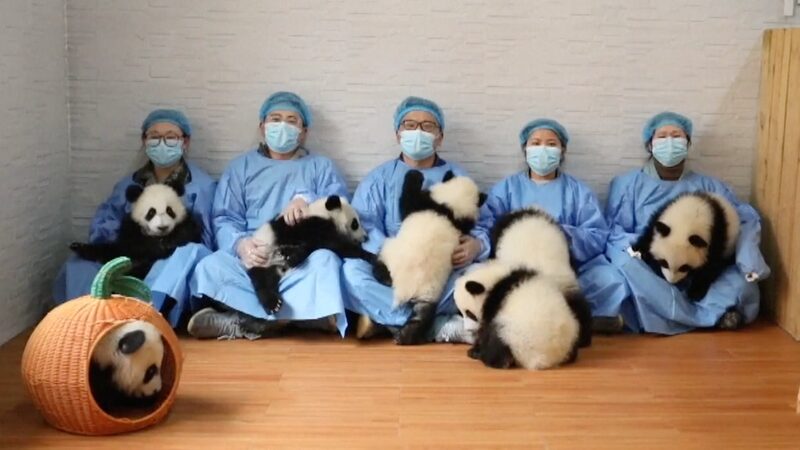 Siete_adorables_cachorros_de_panda_envi_an_saludos_de_An_o_Nuevo_desde_China___ video poster