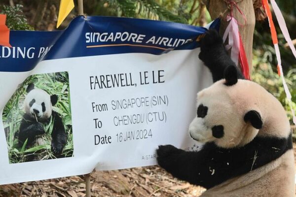 Singapur se despide con nostalgia de su querido panda gigante Le Le antes de su regreso a China Singapur_se_despide_con_nostalgia_de_su_querido_panda_gigante_Le_Le_antes_de_su_regreso_a_China