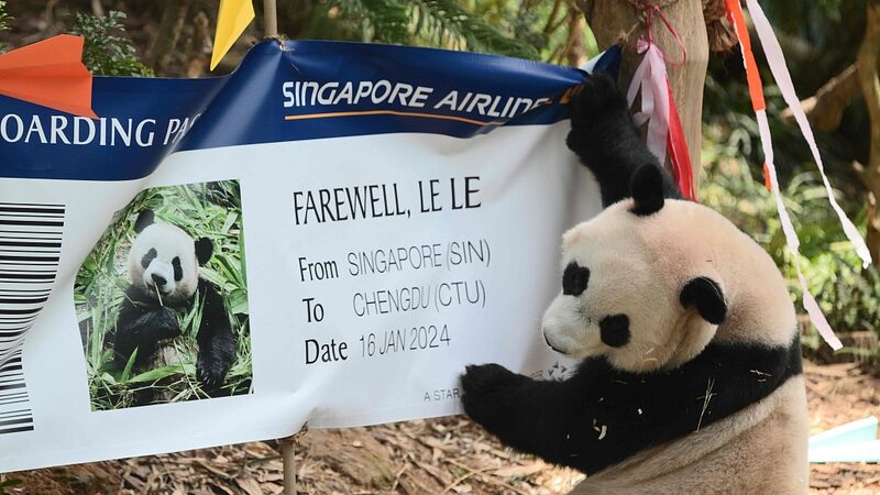 Singapur_se_despide_con_nostalgia_de_su_querido_panda_gigante_Le_Le_antes_de_su_regreso_a_China