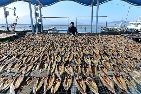 Sol__mar_y_bocadillos__los_pescadores_de_Qingdao_se_preparan_para_el_Festival_de_Primavera_con_pescado_seco