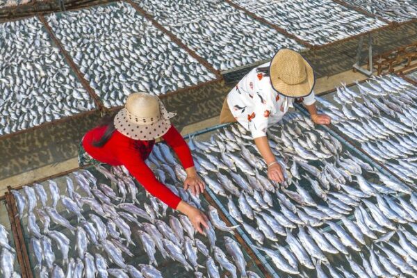 Sol_y_Mariscos__Pescadores_Secan_Pescado_Bajo_el_Sol_en_Jiangsu____