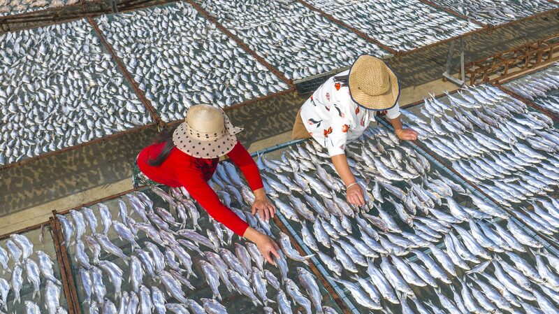 Sol_y_Mariscos__Pescadores_Secan_Pescado_Bajo_el_Sol_en_Jiangsu____