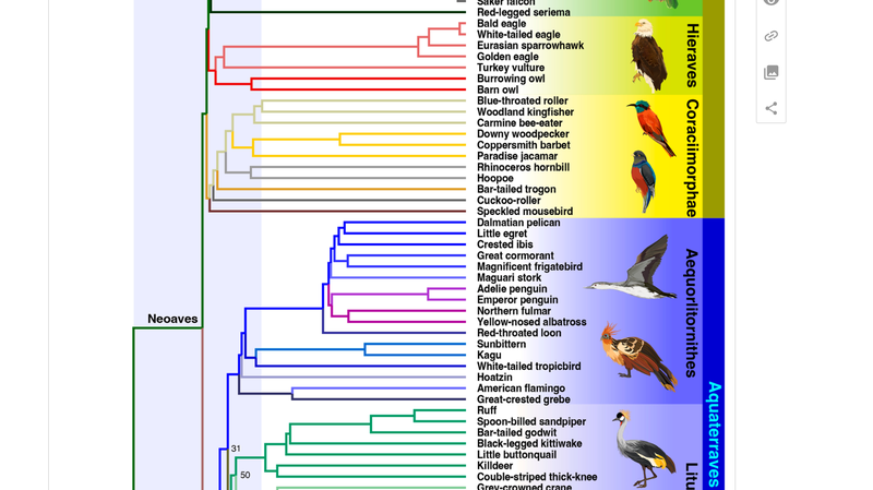 _Sorpresa__Las_aves_modernas_ya_volaban_antes_de_que_los_dinosaurios_se_extinguieran___