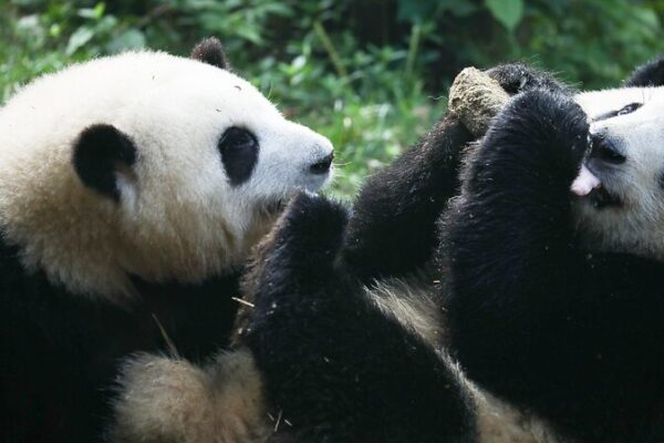 _Sorpresa___La_estrella_panda_He_Ye_en_realidad_es_una_nin_a___