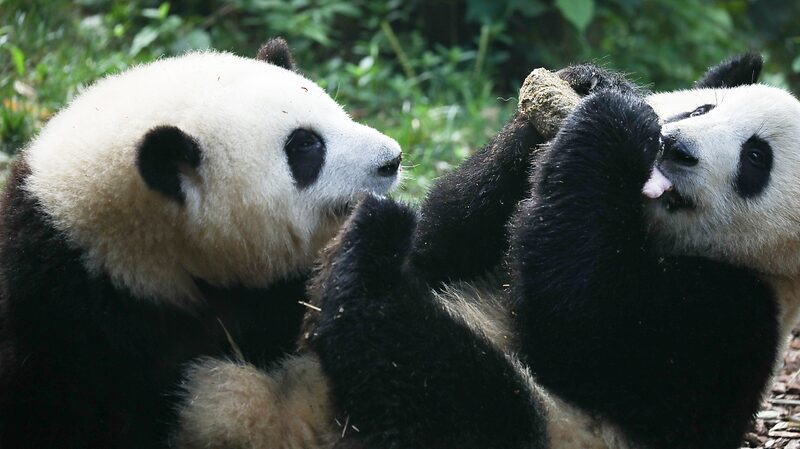 _Sorpresa___La_estrella_panda_He_Ye_en_realidad_es_una_nin_a___
