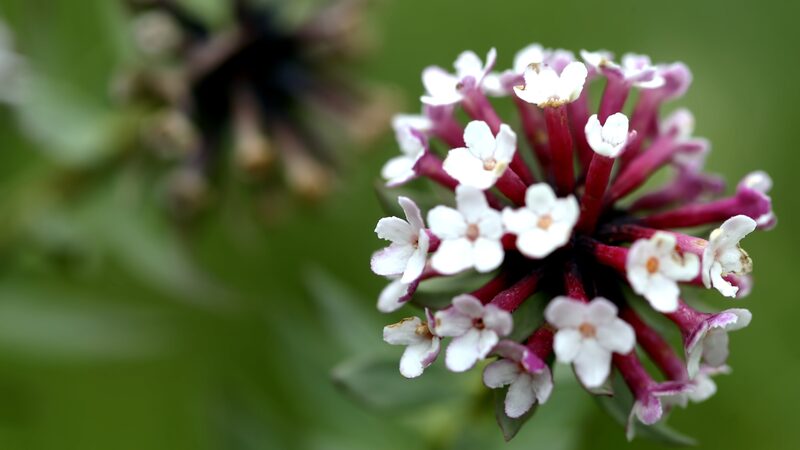 Stellera_china__El_antiguo_secreto_tibetano_detra_s_de_la_fabricacio_n_de_papel__ video poster