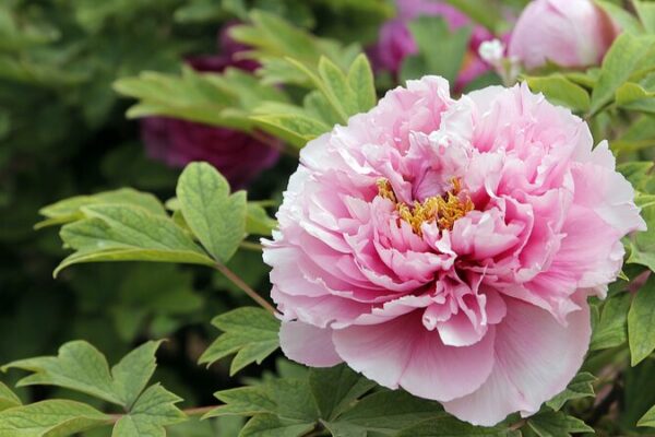 _Sume_rgete_en_el_esplendor_de_las_peoni_as_florecientes_de_Heze_ video poster