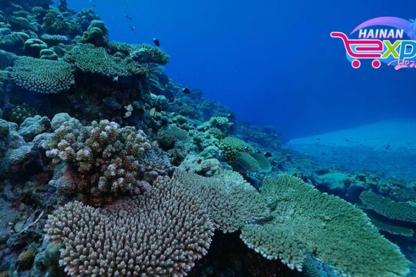 Sumérgete en las Maravillas: La Biodiversidad de la Ciudad más Austral de China 🌊🐠 Sume_rgete_en_las_Maravillas__La_Biodiversidad_de_la_Ciudad_ma_s_Austral_de_China___