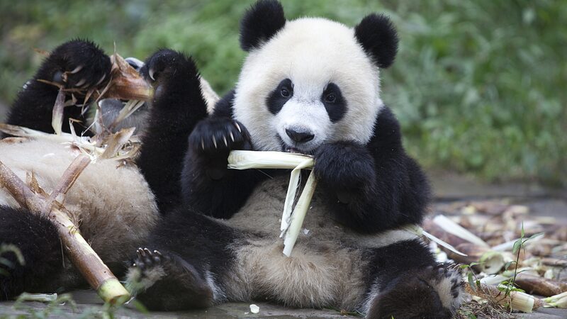 Sume_rgete_en_los_Relajantes_Sonidos_de_los_Pandas_Gigantes_Comiendo___ video poster