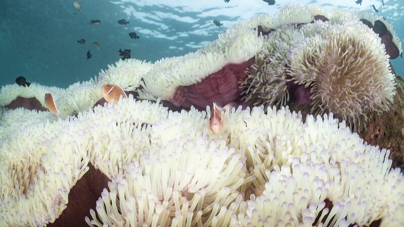 Temperaturas_del_mar_en_Tailandia_se_disparan_____Blanqueamiento_de_corales_y_pescadores_luchan