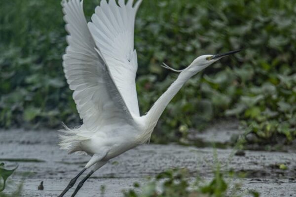 The_herons_enjoy_life_in_the_wetlands_of_Hainan___