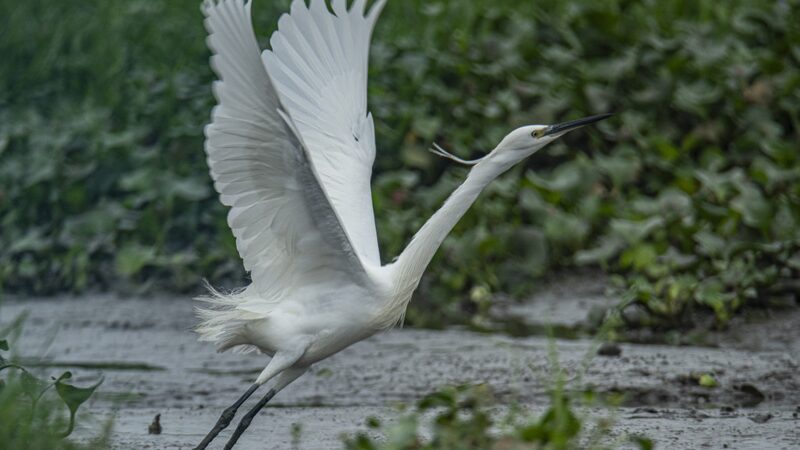 The_herons_enjoy_life_in_the_wetlands_of_Hainan___