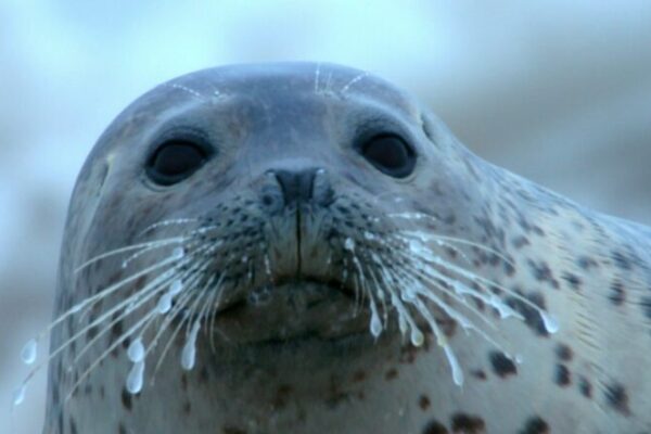 _Tiernos_cachorros_de_foca_moteada_alegran_el_invierno_en_la_Bahi_a_de_Liaodong_ video poster