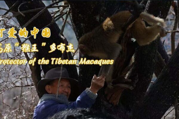 Tobgye: El guardián de los macacos tibetanos de 74 años Tobgye__El_guardia_n_de_los_macacos_tibetanos_de_74_an_os video poster