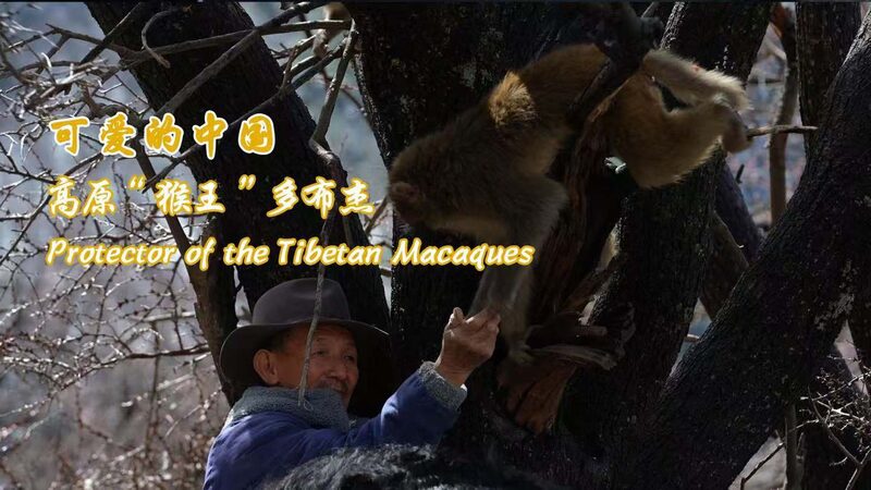Tobgye__El_guardia_n_de_los_macacos_tibetanos_de_74_an_os video poster