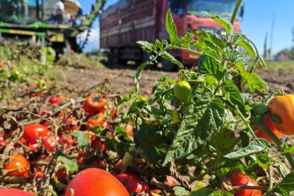 Tomates de Xinjiang: La verdad detrás de las polémicas acusaciones Tomates_de_Xinjiang__La_verdad_detra_s_de_las_pole_micas_acusaciones