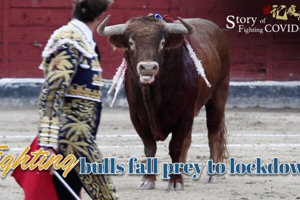Toros vs. COVID-19 🐂 vs. 🦠: Cómo los confinamientos afectaron la tauromaquia en España Toros_vs__COVID_19___vs_____Co_mo_los_confinamientos_afectaron_la_tauromaquia_en_Espan_a video poster