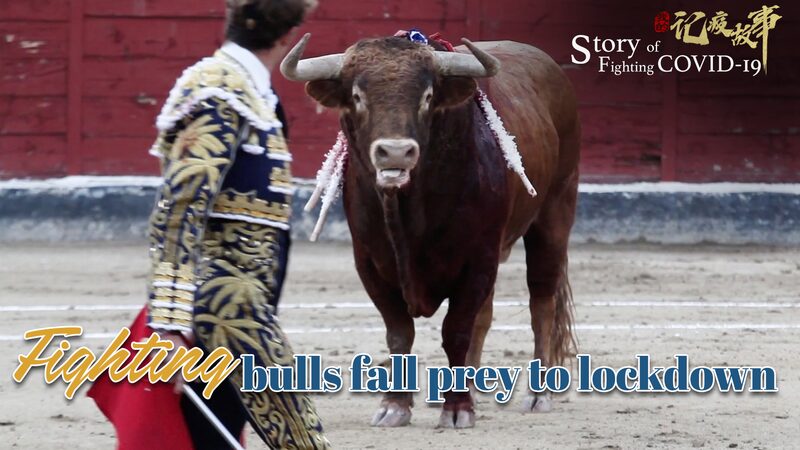 Toros_vs__COVID_19___vs_____Co_mo_los_confinamientos_afectaron_la_tauromaquia_en_Espan_a video poster