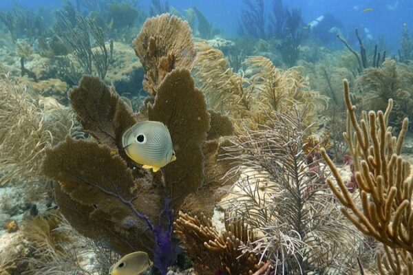 Tras_la_ola_de_calor_de_2023__los_arrecifes_de_coral_en_Florida_luchan_por_recuperarse