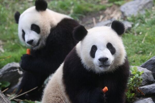 Tres pandas gigantes regresarán a casa desde Bélgica en 2024 Tres_pandas_gigantes_regresara_n_a_casa_desde_Be_lgica_en_2024
