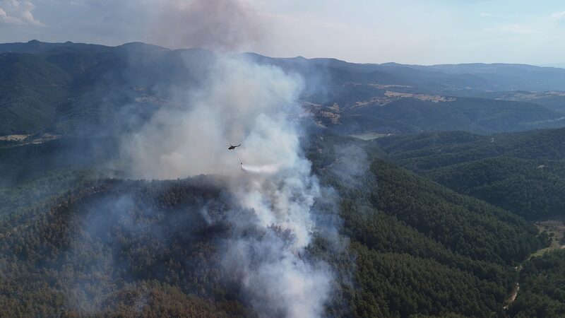 ___Turqui_a_plantara__ma_s_de_500_millones_de_semillas_para_restaurar_bosques_dan_ados_por_incendios