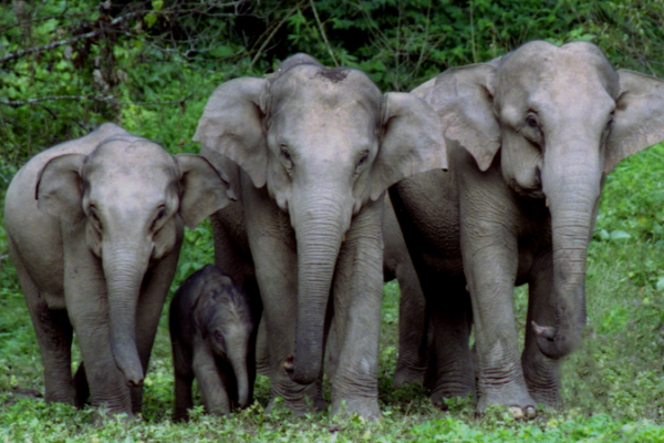 Únete a la Fiesta de Cumpleaños de los Elefantes Asiáticos en el Suroeste de China 🌿🐘 U_nete_a_la_Fiesta_de_Cumplean_os_de_los_Elefantes_Asia_ticos_en_el_Suroeste_de_China___ video poster