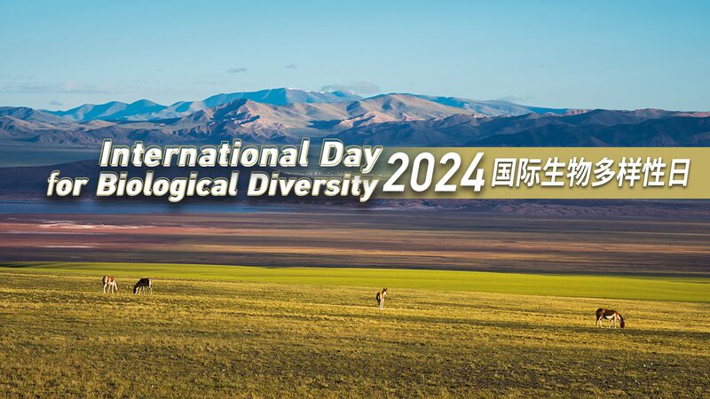 U_nete_al_Plan__La_Adorable_Vida_Silvestre_de_China_en_el_Di_a_Internacional_de_la_Biodiversidad