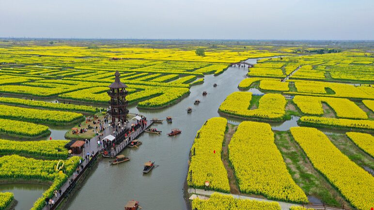 Un_Mar_Dorado__Los_Campos_Floridos_de_Colza_en_Xinghua_Deslumbran_a_los_Visitantes