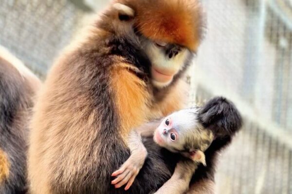 _Un_Nuevo_Mono_Bebe__Trae_Alegri_a_al_Centro_de_Rescate_de_Vida_Silvestre_de_Guizhou___ video poster