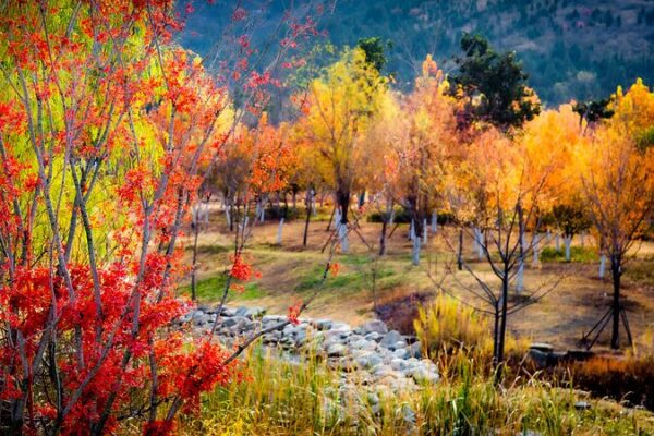 Un Vibrante Lienzo Invernal: El JardĂn Botánico de Suzhou en Anhui Florece con Color Un_Vibrante_Lienzo_Invernal__El_Jardi_n_Bota_nico_de_Suzhou_en_Anhui_Florece_con_Color