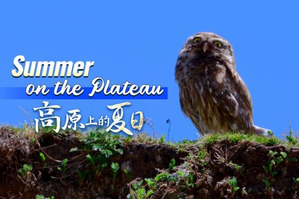 Un_aute_ntico_cazador_en_miniatura__El_bu_ho_ma_s_adorable_del_altiplano video poster