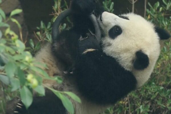 Un cachorro panda juguetón muestra movimientos gimnásticos en medio de la fiebre olímpica Un_cachorro_panda_jugueto_n_muestra_movimientos_gimna_sticos_en_medio_de_la_fiebre_oli_mpica video poster