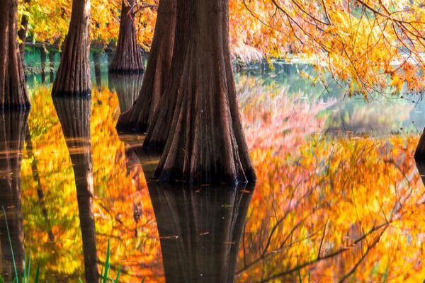 Un_lago_en_Nanjing_transforma_bosques_en_un_mundo_de_Monet