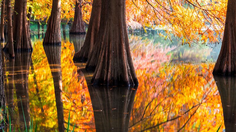 Un_lago_en_Nanjing_transforma_bosques_en_un_mundo_de_Monet
